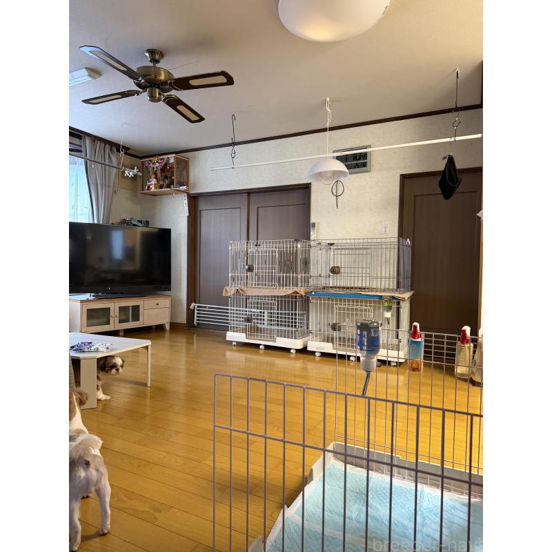 迫川昌美ブリーダーの詳細