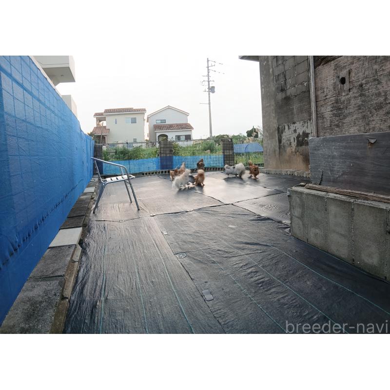 島袋学ブリーダーの詳細