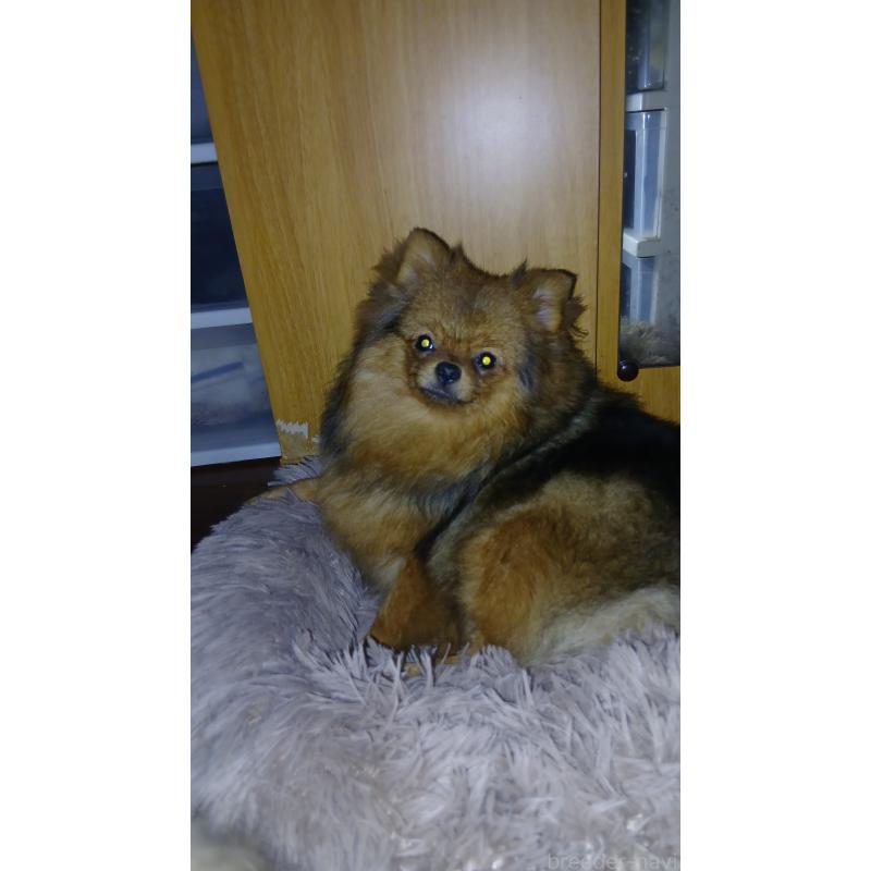 島袋学ブリーダーの詳細