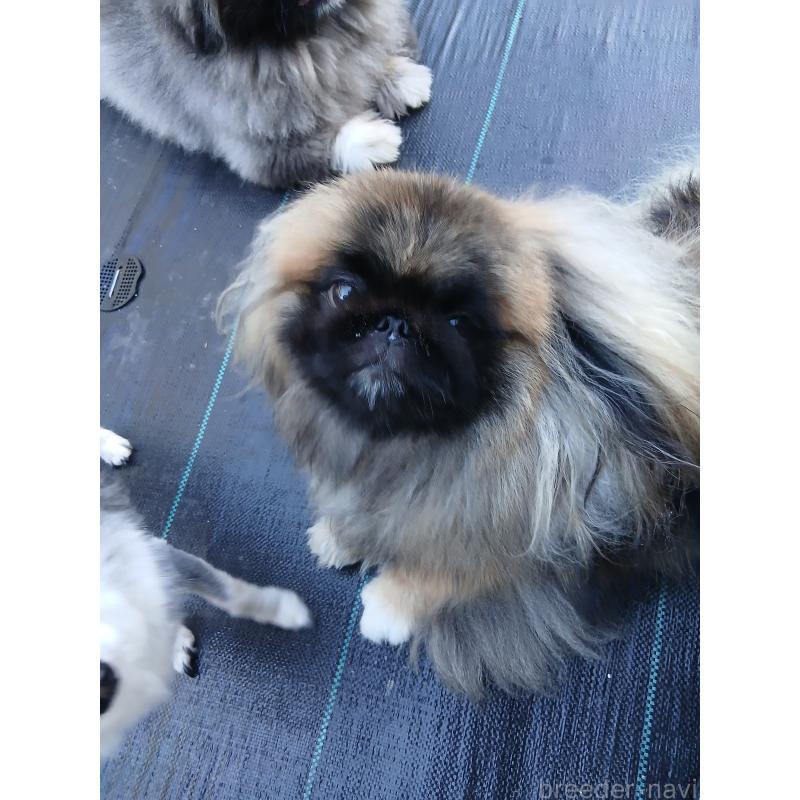 島袋学ブリーダーの詳細の1枚目