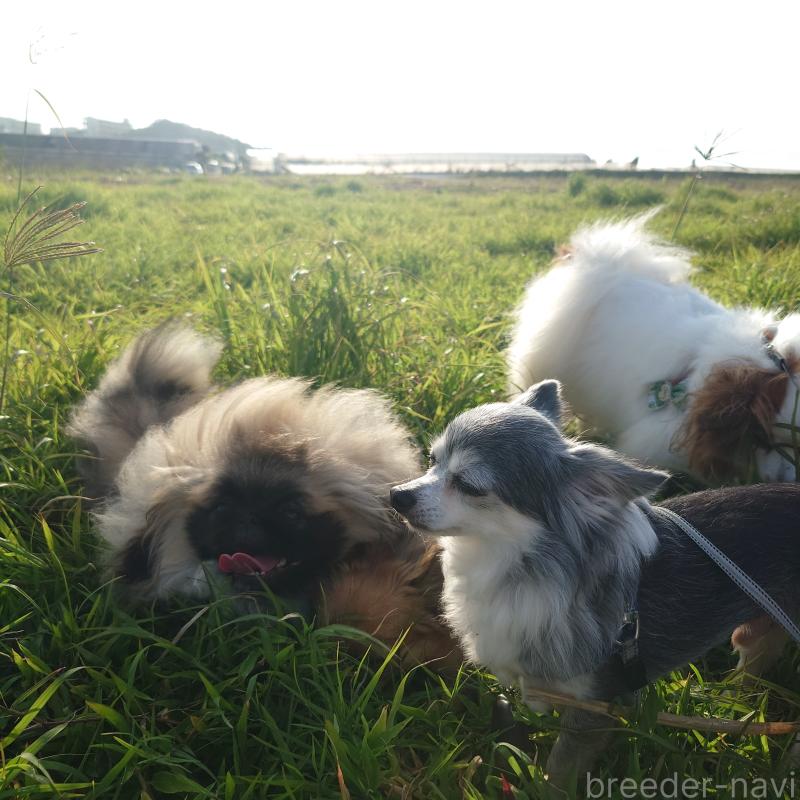 島袋学ブリーダーの詳細