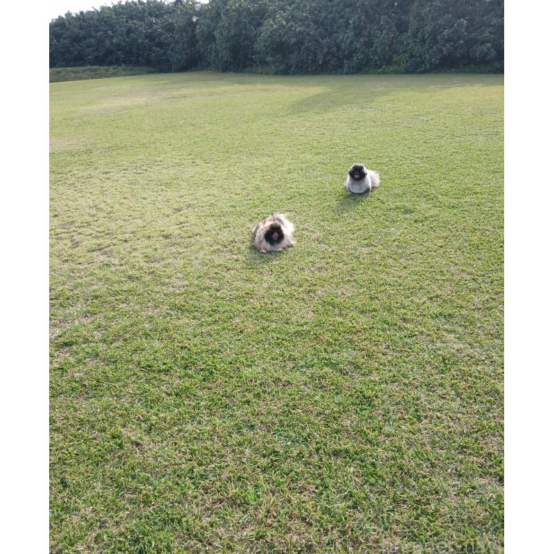 島袋学ブリーダーの詳細