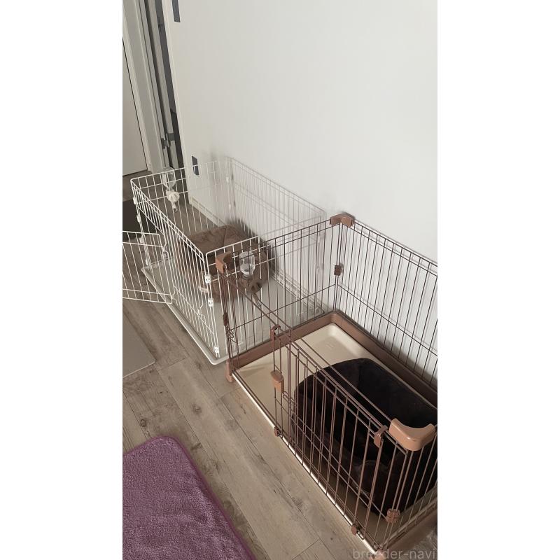 松野将悟ブリーダーの詳細