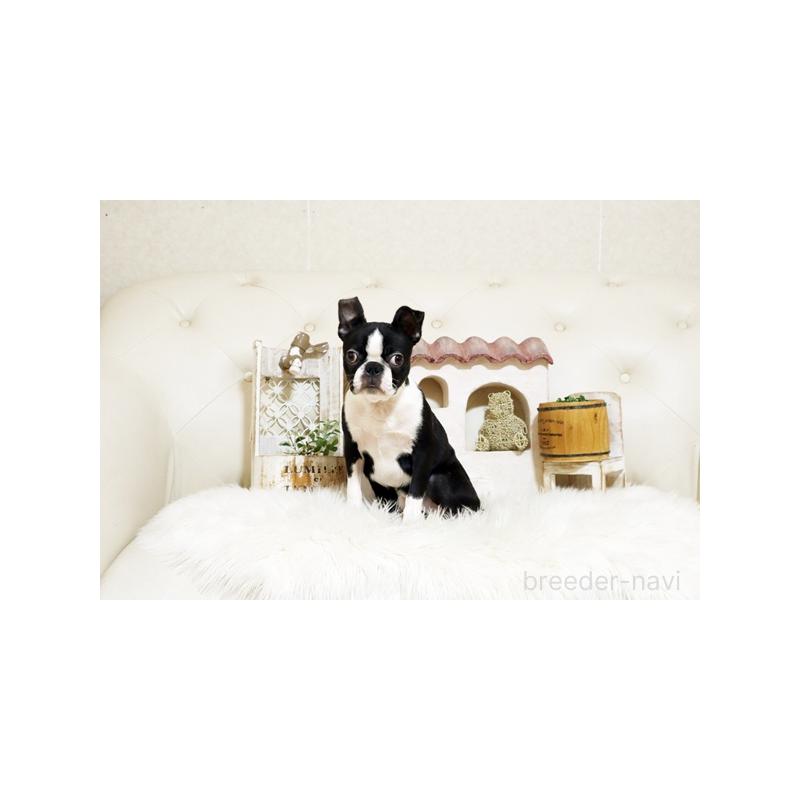 成約済の佐賀県のボストンテリア-433004の4枚目