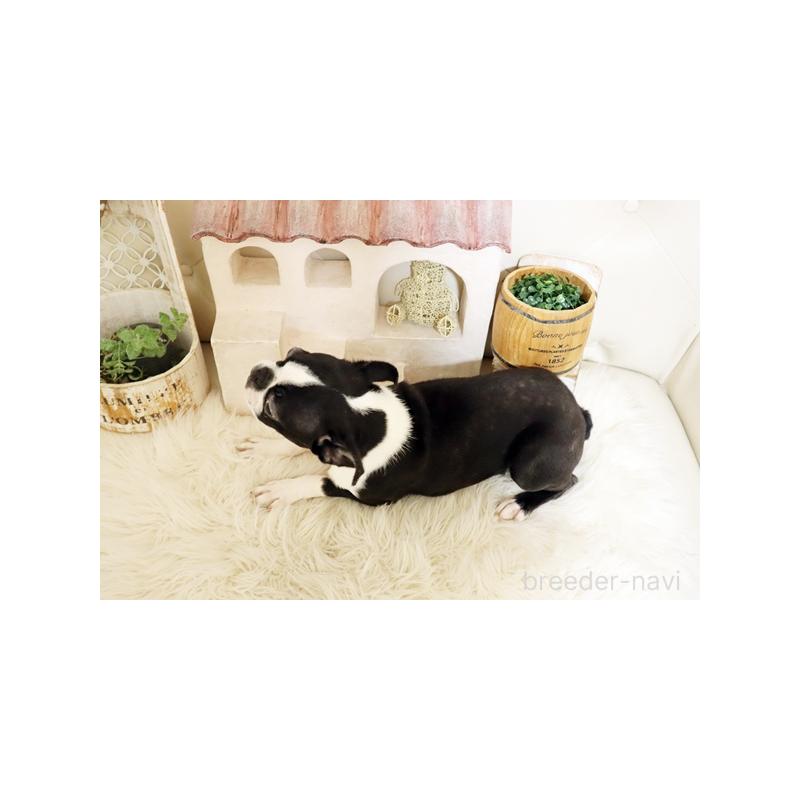 成約済の佐賀県のボストンテリア-433004の2枚目