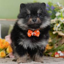 ♀︎ポメラニアン