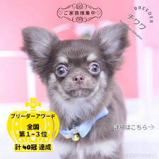 ♀︎チワワ(ロングコート)