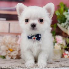 ♀︎チワワ(ロングコート)