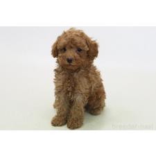 ♀︎トイプードル