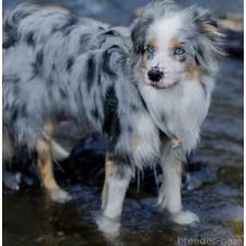 陳可揚ブリーダー