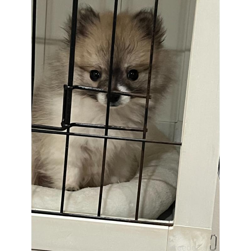 成約済の埼玉県のポメラニアン-426917の2枚目