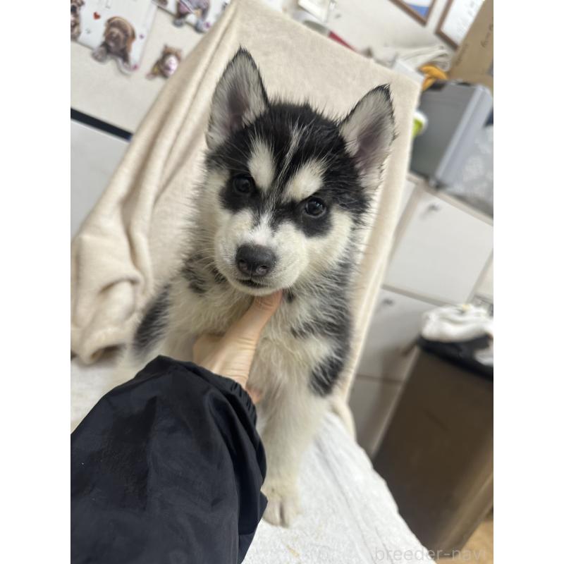 成約済の千葉県のシベリアンハスキー-437646の4枚目