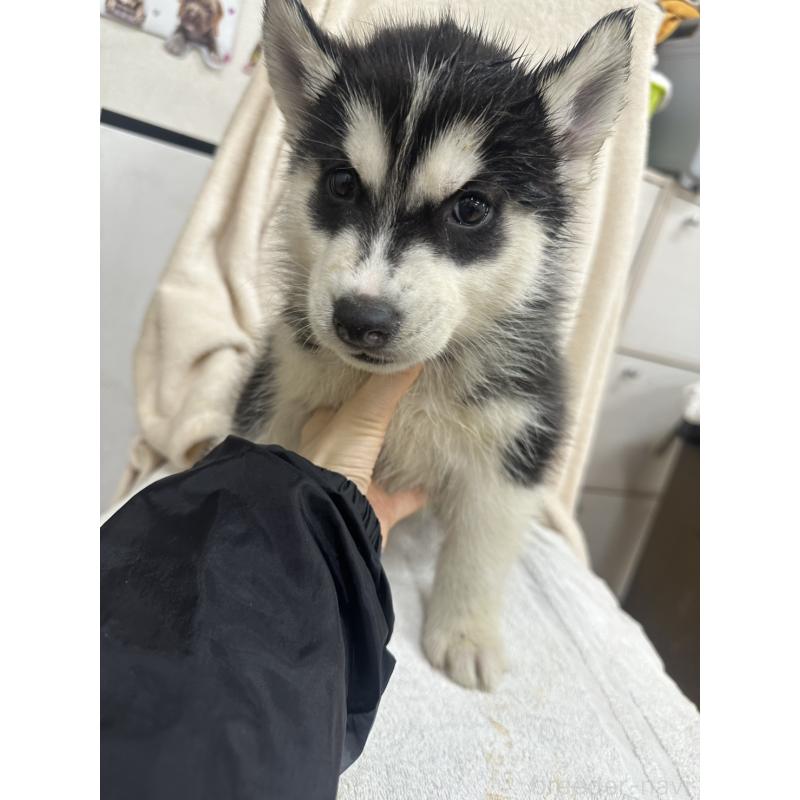 成約済の千葉県のシベリアンハスキー-437646の3枚目