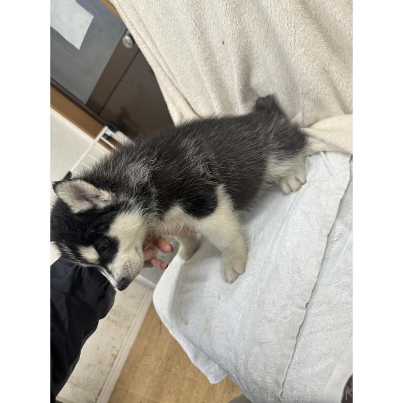 成約済の千葉県のシベリアンハスキー-437646の2枚目