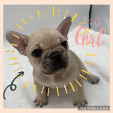 フレンチブルドッグの子犬