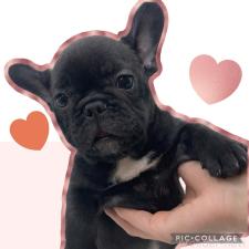 ♀︎フレンチブルドッグ