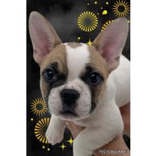 ♀︎フレンチブルドッグ