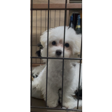 ♀︎ティーカッププードル