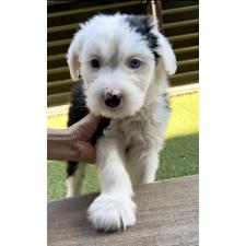 ♀︎オールドイングリッシュシープドッグ