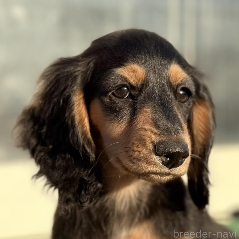 成約済の埼玉県のミニチュアダックスフンド(ロングヘアード)-434172の3枚目