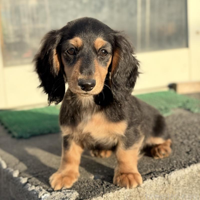 成約済の埼玉県のミニチュアダックスフンド(ロングヘアード)-434172の2枚目