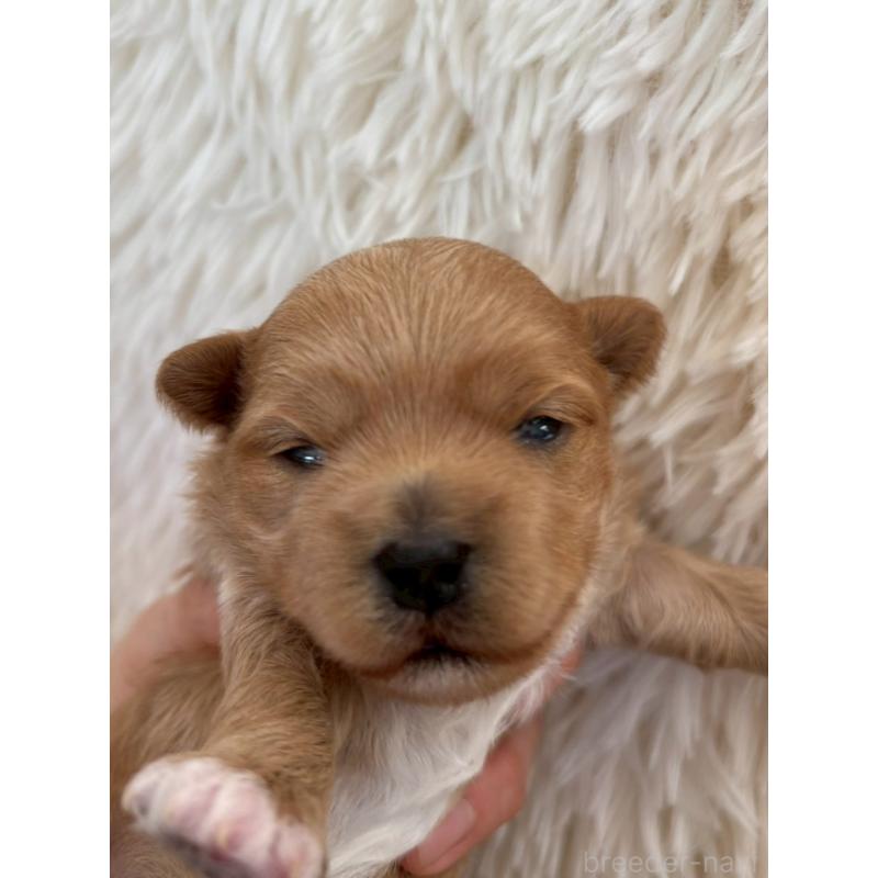 成約済の大阪府のマルプー:マルチーズ×トイプードル-437647の3枚目