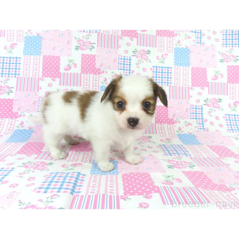 成約済の千葉県のパピヨン-436929の9枚目