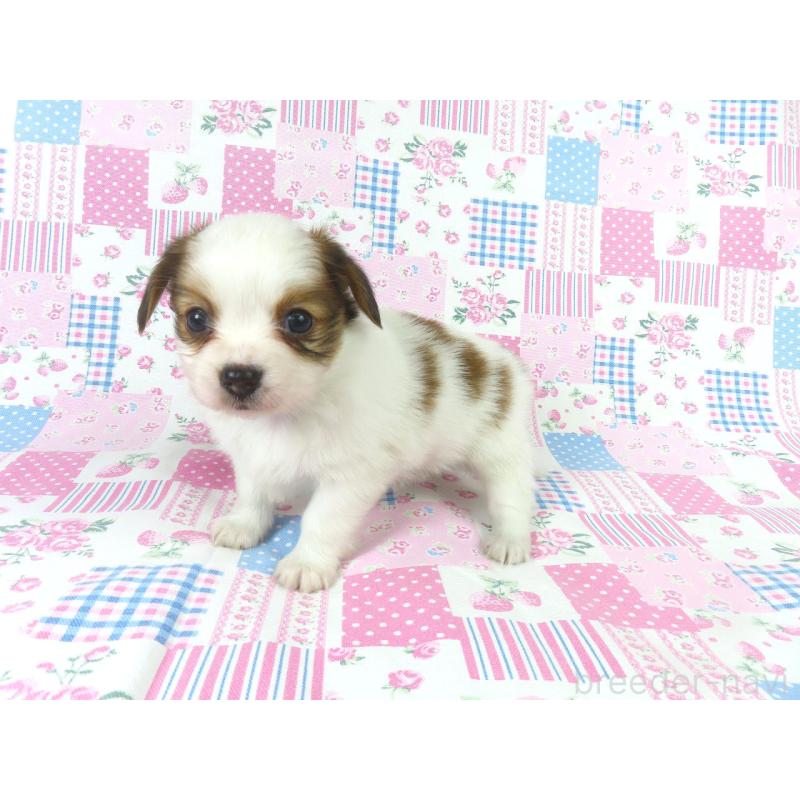 成約済の千葉県のパピヨン-436929の8枚目