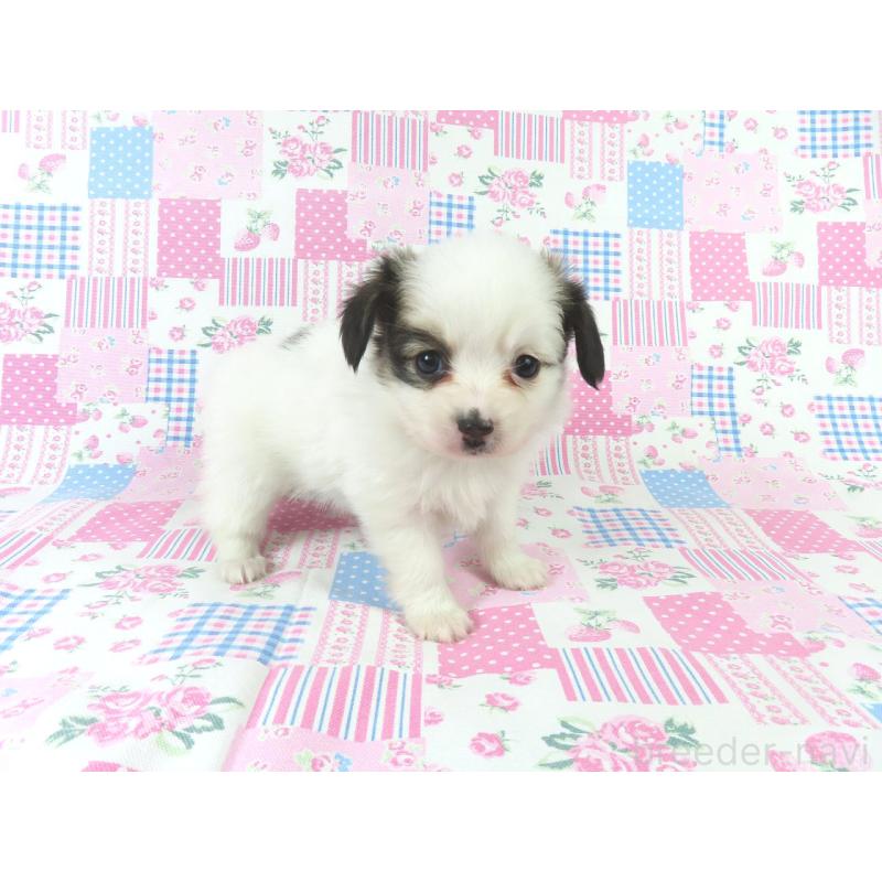 成約済の千葉県のパピヨン-436933の9枚目