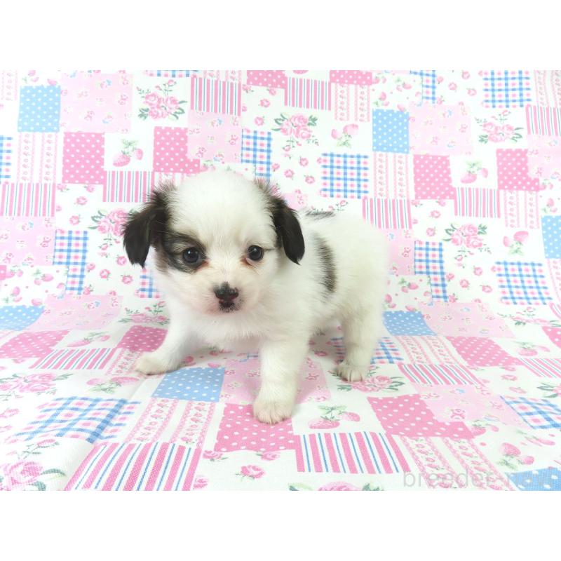 成約済の千葉県のパピヨン-436933の8枚目