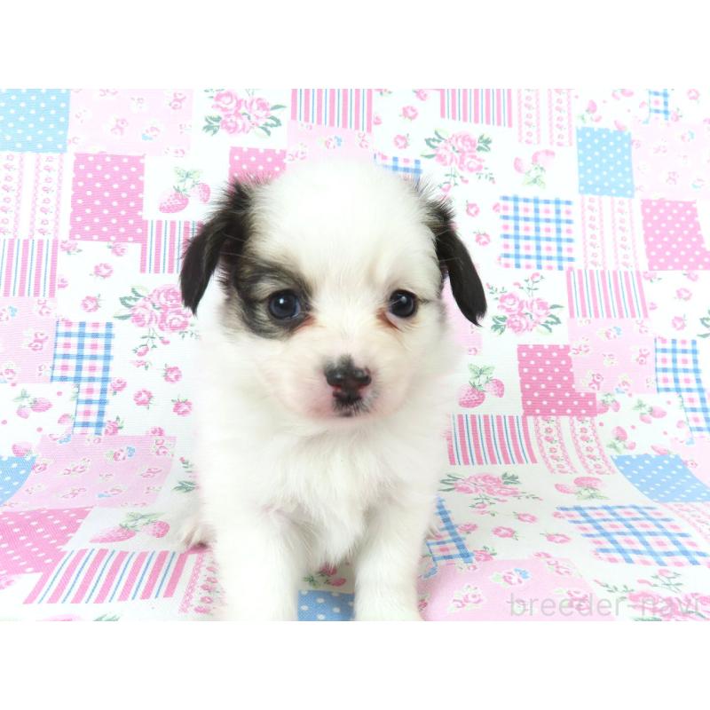 成約済の千葉県のパピヨン-436933の7枚目