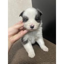 ♀︎ボーダーコリー