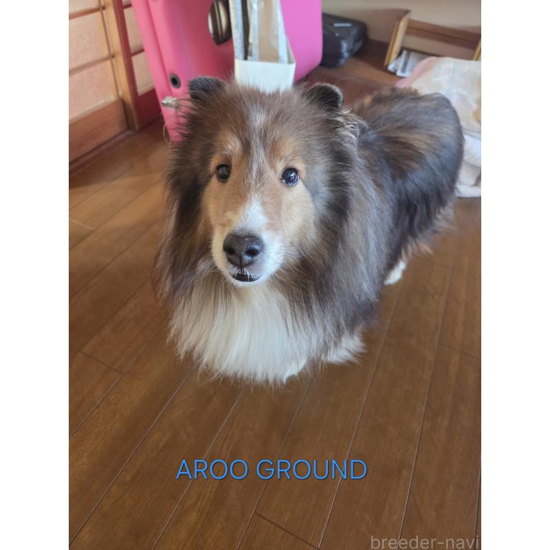 矢野文恵ブリーダーの詳細