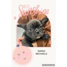 ♀︎フレンチブルドッグ