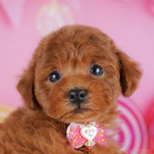 ♀︎タイニープードル