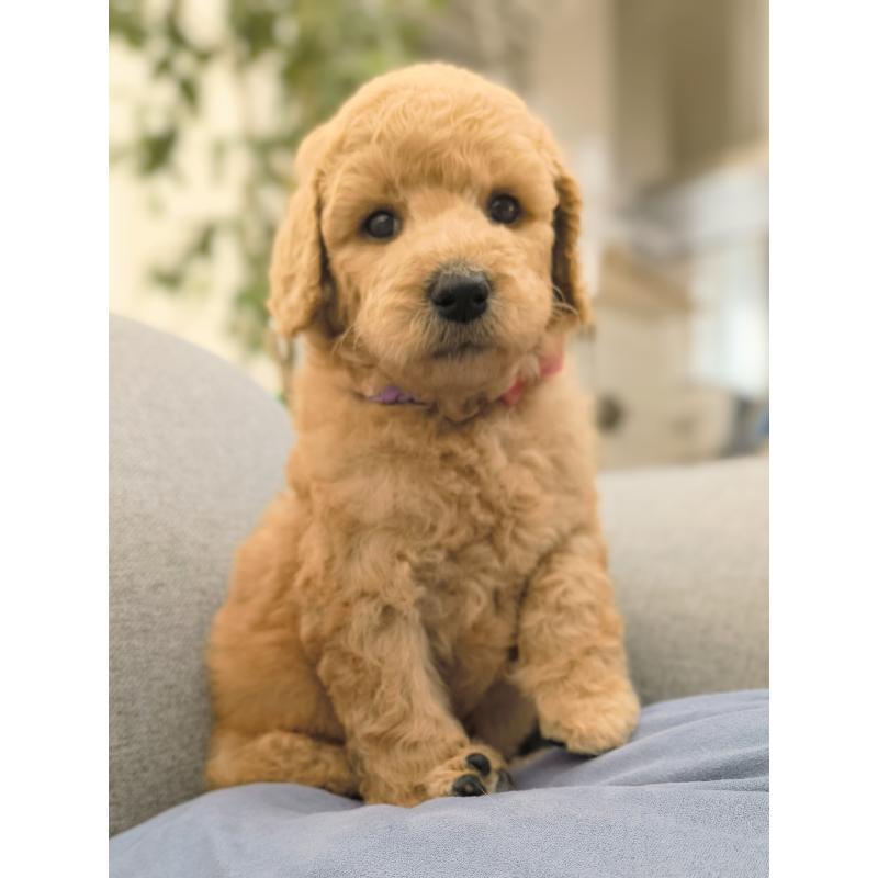 小作春菜ブリーダーの詳細の1枚目