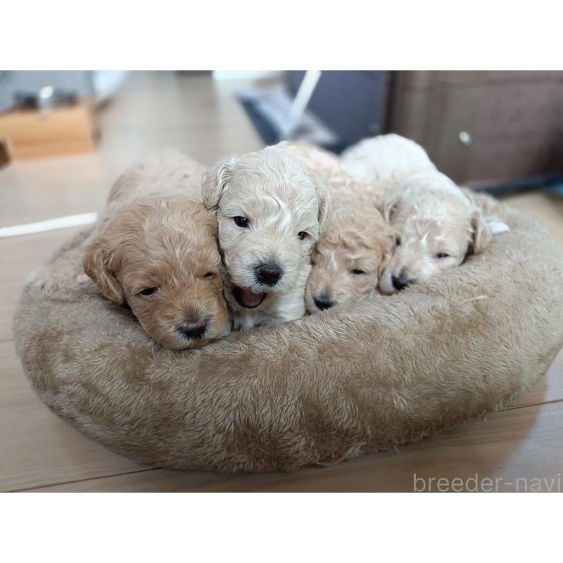 小作春菜ブリーダーの詳細