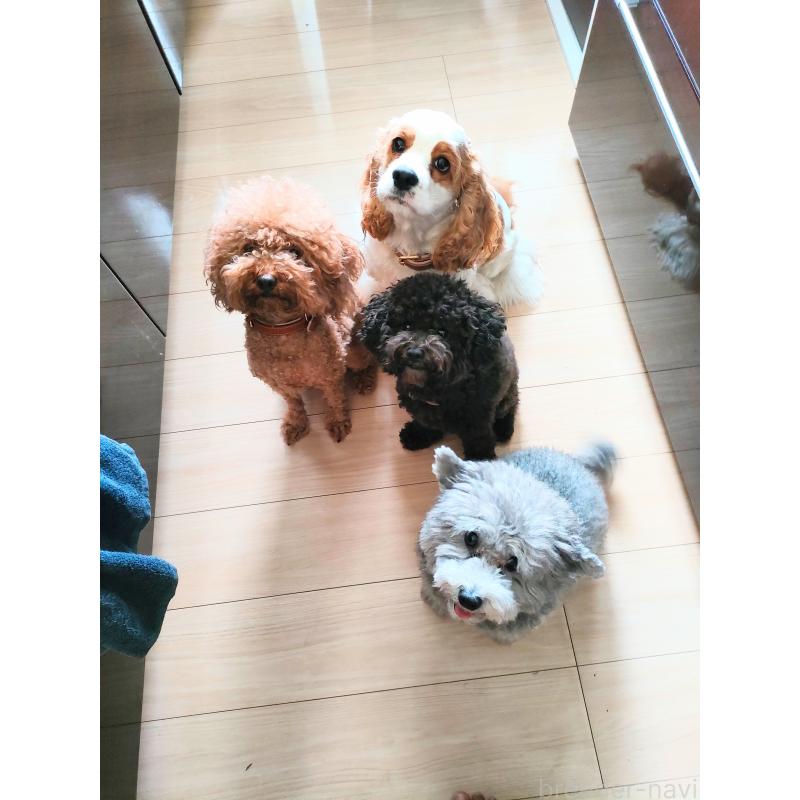 小作春菜ブリーダーの詳細