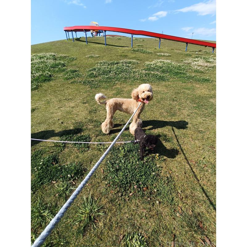 小作春菜ブリーダーの詳細