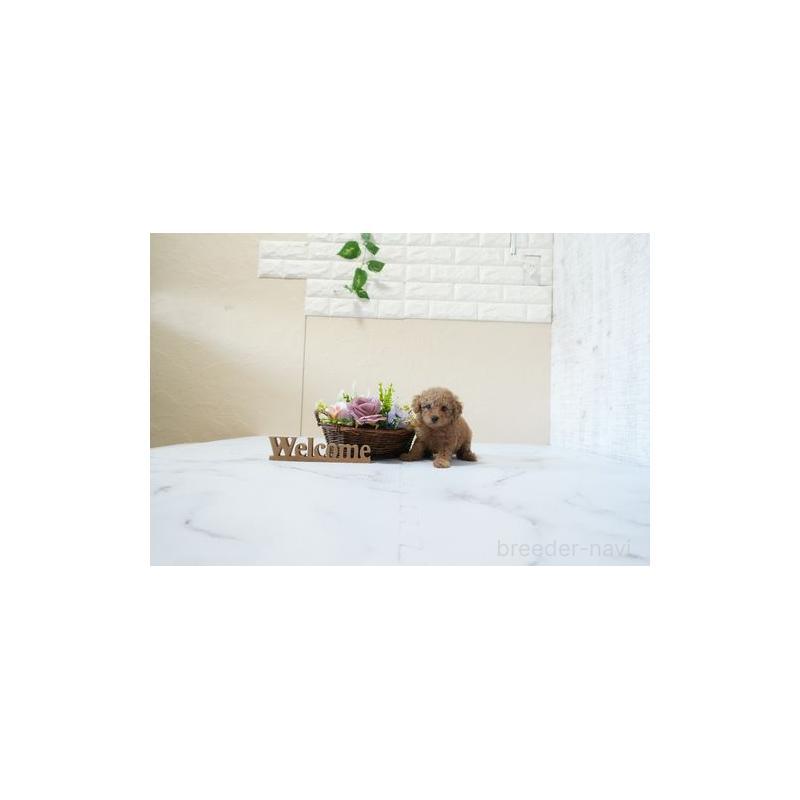 成約済の滋賀県のタイニープードル-438901の5枚目