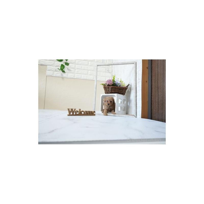 成約済の滋賀県のタイニープードル-438901の4枚目