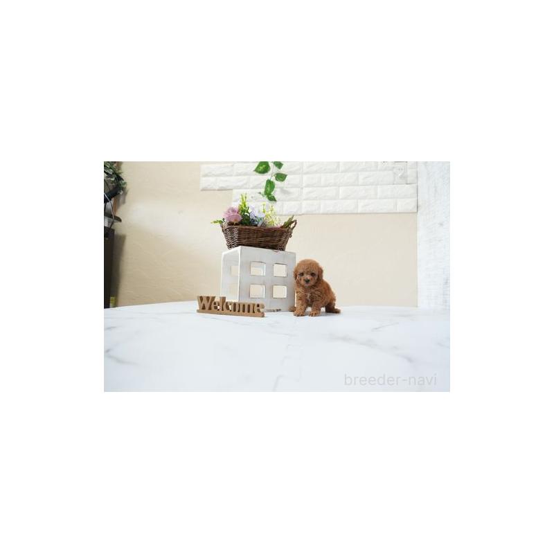 成約済の滋賀県のティーカッププードル-438900の5枚目