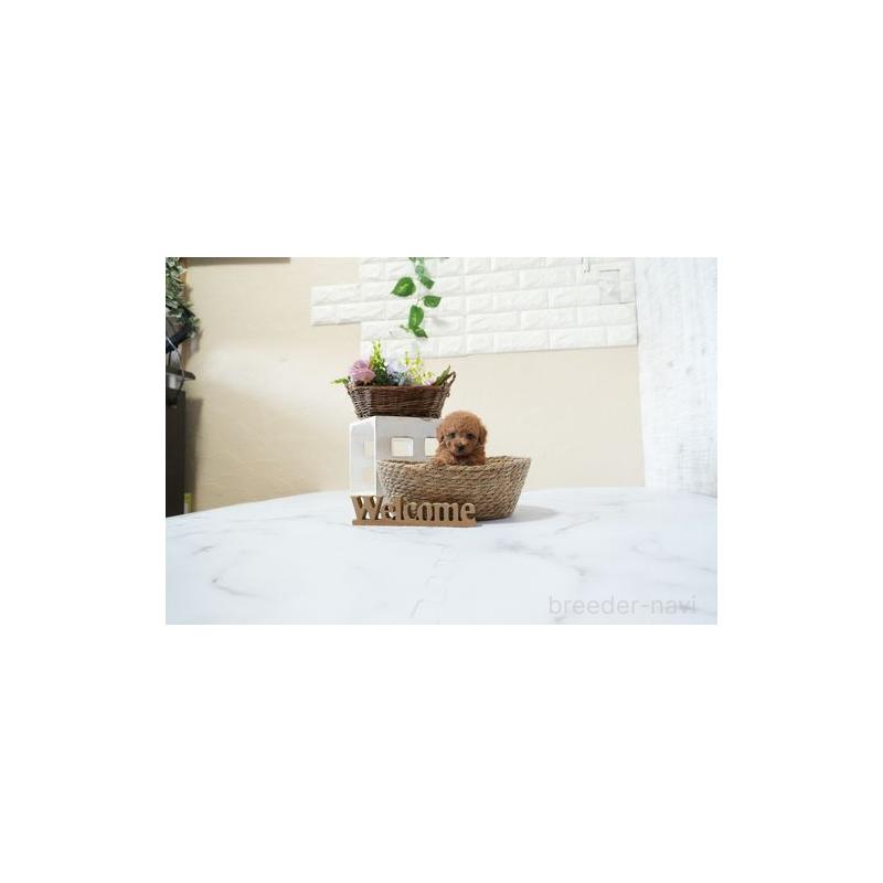 成約済の滋賀県のティーカッププードル-438900の4枚目