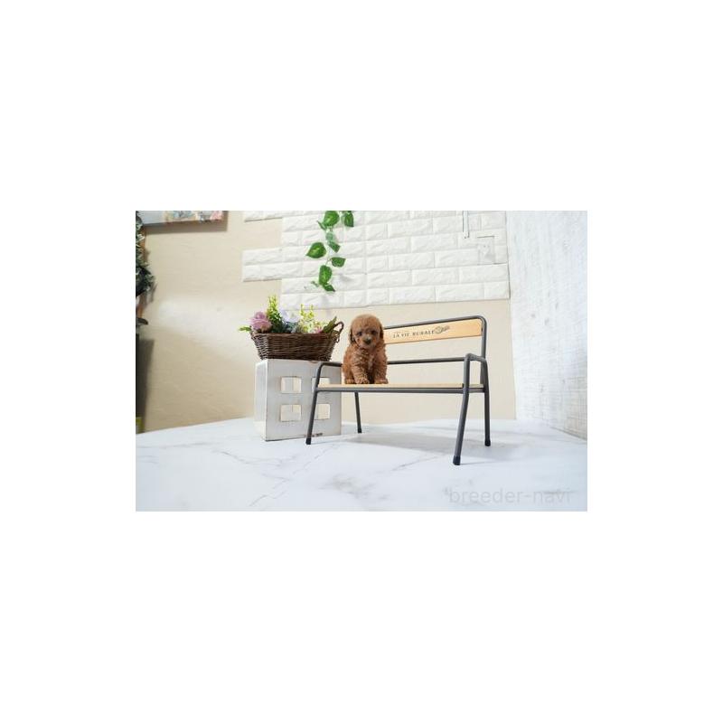 成約済の滋賀県のティーカッププードル-438900の3枚目