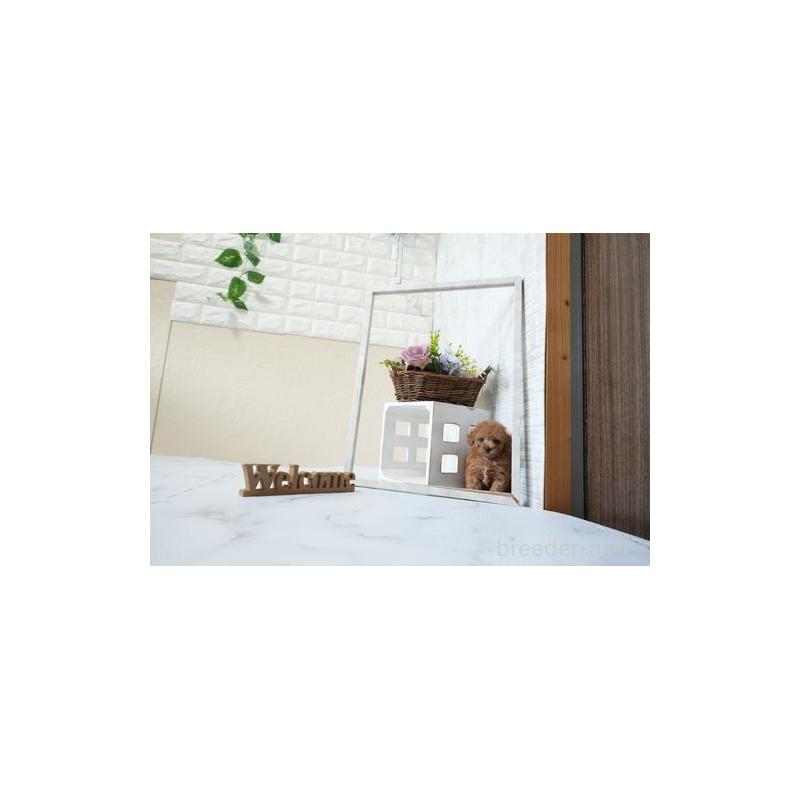 成約済の滋賀県のティーカッププードル-438900の2枚目