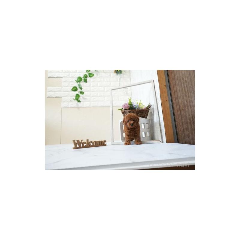 成約済の滋賀県のトイプードル-438911の5枚目