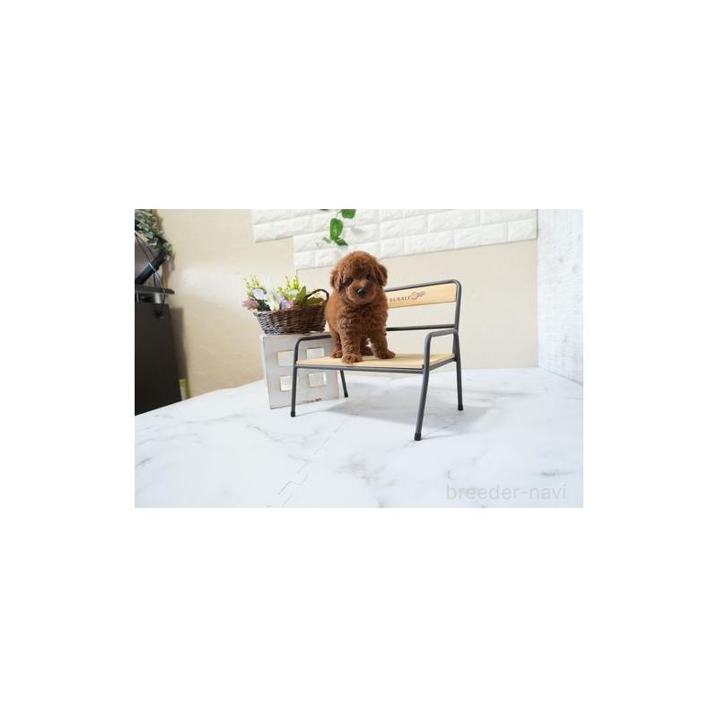 成約済の滋賀県のトイプードル-438911の3枚目