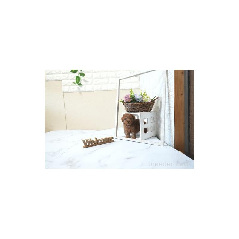 成約済の滋賀県のティーカッププードル-439032の5枚目