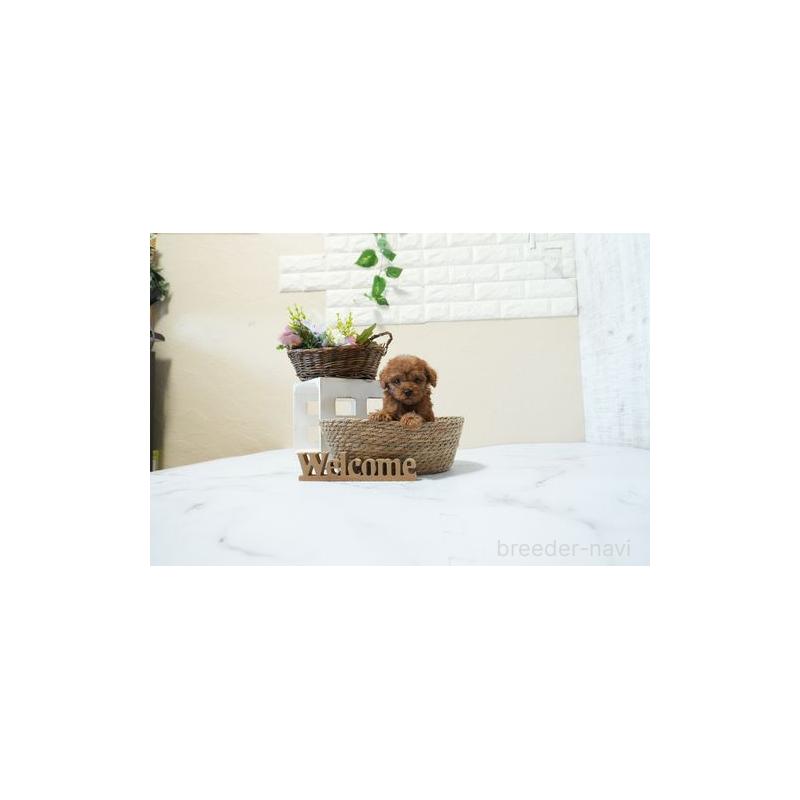 成約済の滋賀県のティーカッププードル-439032の4枚目