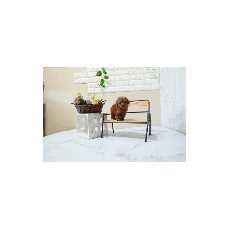 成約済の滋賀県のティーカッププードル-439032の3枚目